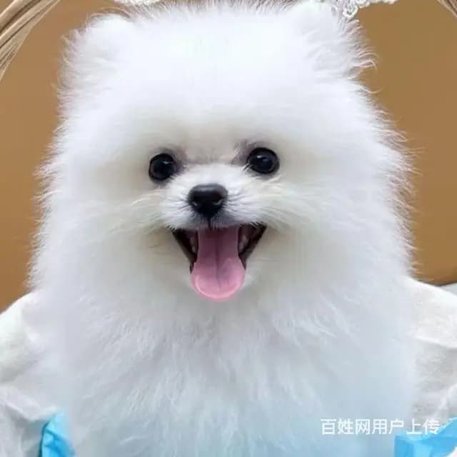 有想养博美幼犬的吗？ 自家大狗生的博美幼犬，两个多 - 图片 2